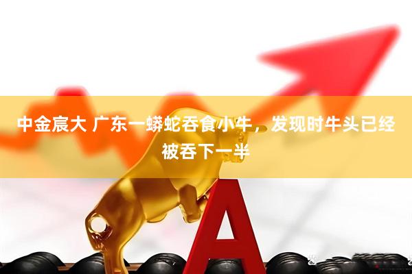 中金宸大 广东一蟒蛇吞食小牛，发现时牛头已经被吞下一半